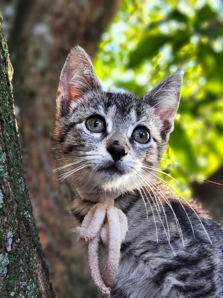 MIMMIN - Domestic Short Hair available for adoption