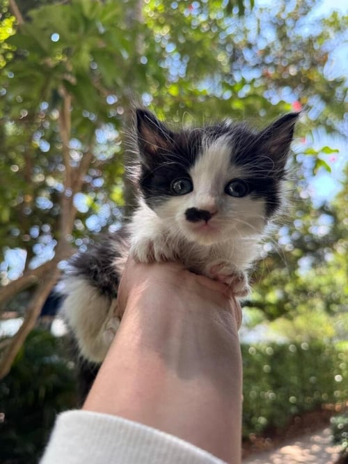 VIOLET - Domestic Long Hair available for adoption