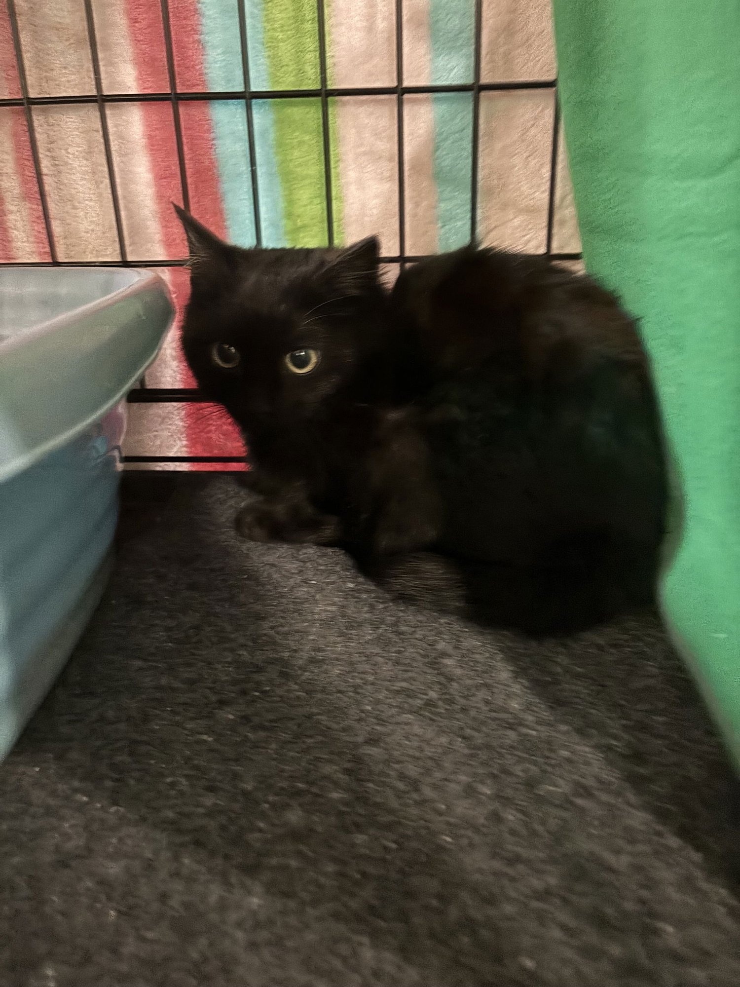 TUNDRA - Domestic Short Hair available for adoption