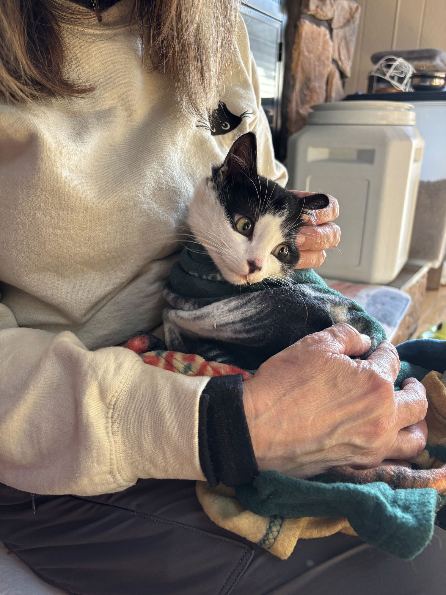 BLIZZARD - Tuxedo available for adoption