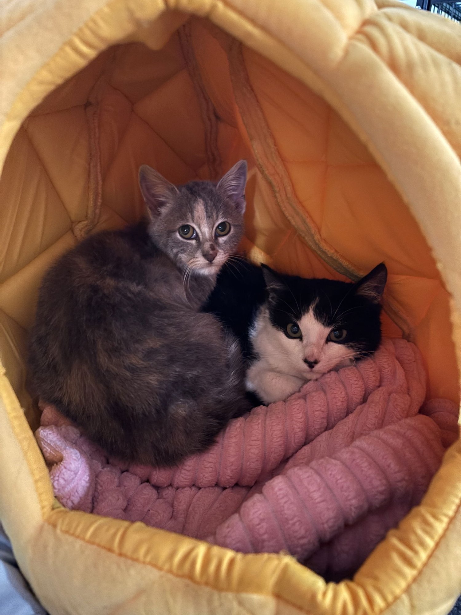 WINTER - Dilute Tortoiseshell available for adoption