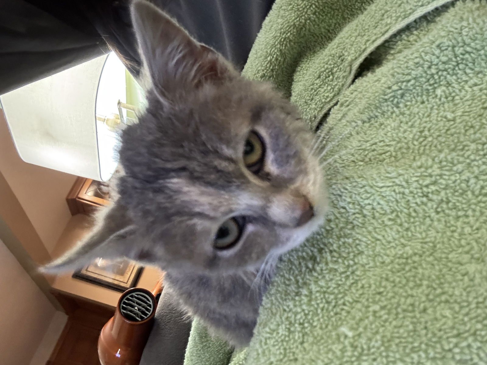 WINTER - Dilute Tortoiseshell available for adoption