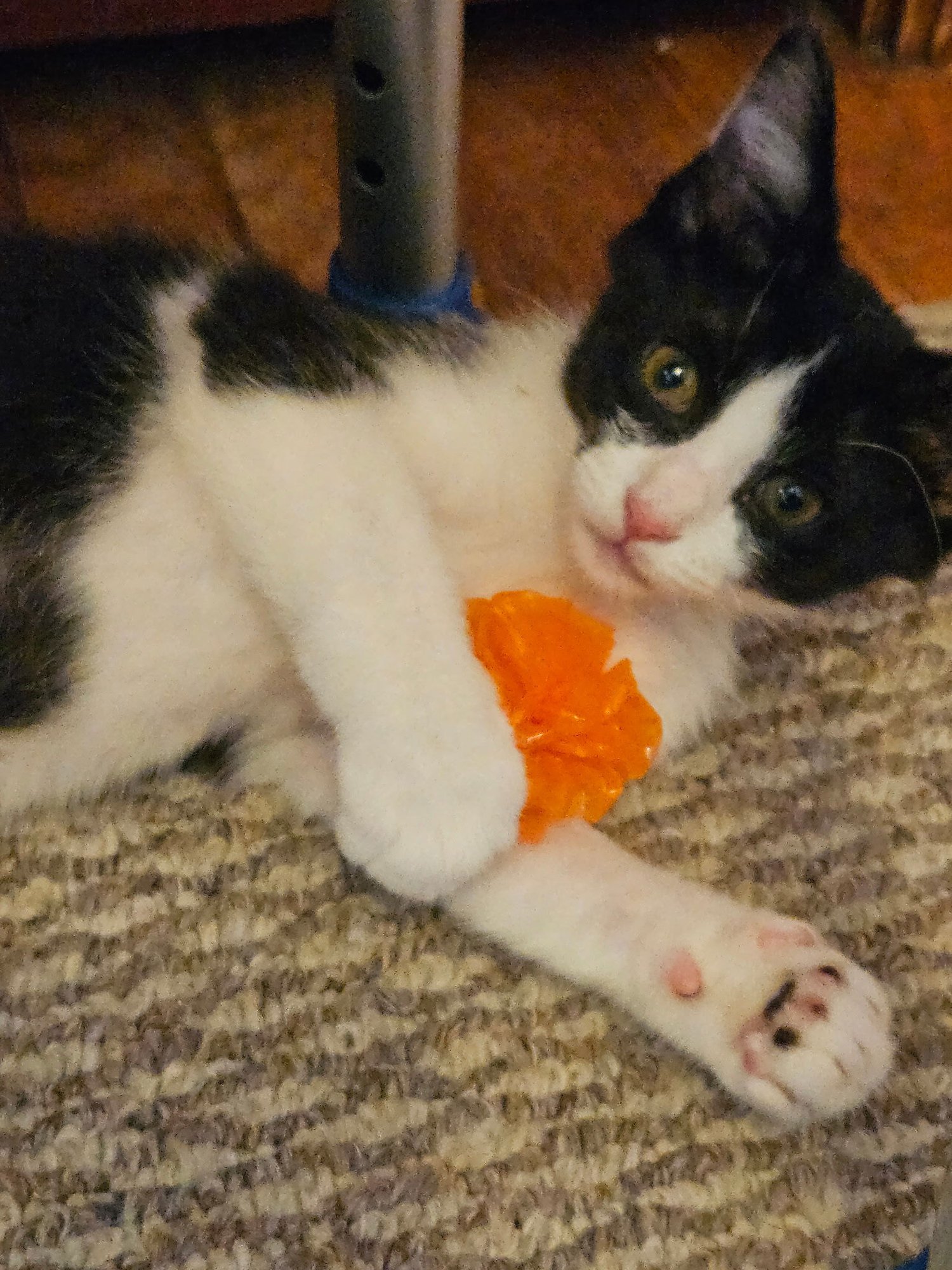 WHOPPER - Domestic Short Hair / Tuxedo available for adoption