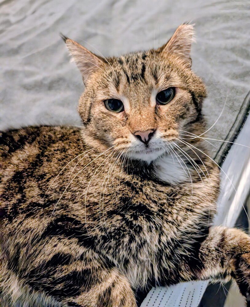 CHARLIE BROWN - Domestic Short Hair available for adoption
