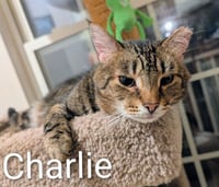 Charlie Brown - Photo 3