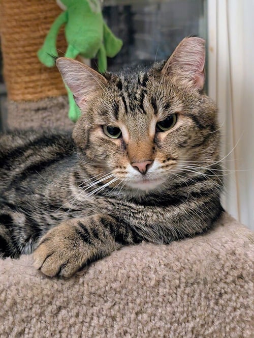 CHARLIE BROWN - Domestic Short Hair available for adoption
