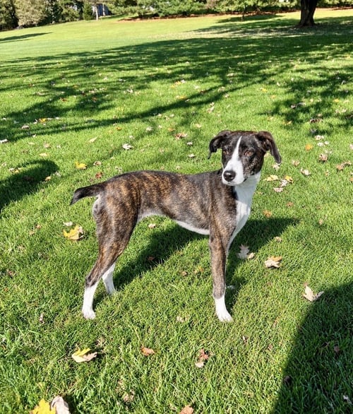 ELVIRA - Terrier / Feist available for adoption