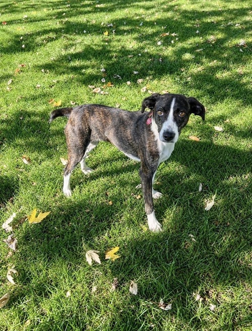 ELVIRA - Terrier / Feist available for adoption