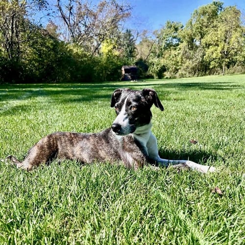 ELVIRA - Terrier / Feist available for adoption
