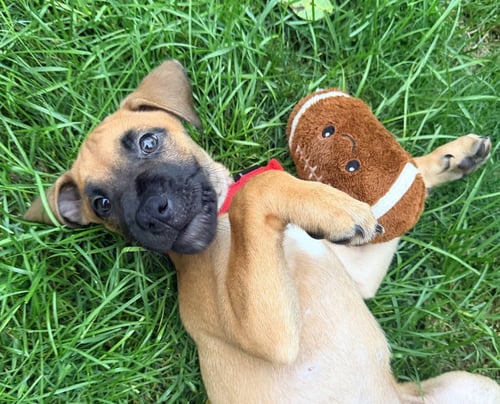 BUMBLE - Labrador Retriever / Terrier available for adoption
