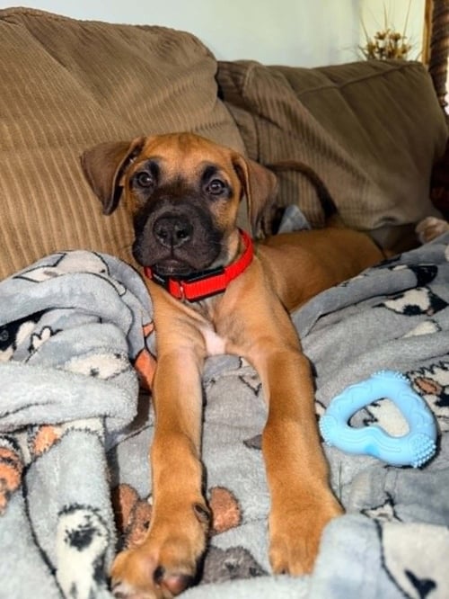 BUMBLE - Labrador Retriever / Terrier available for adoption