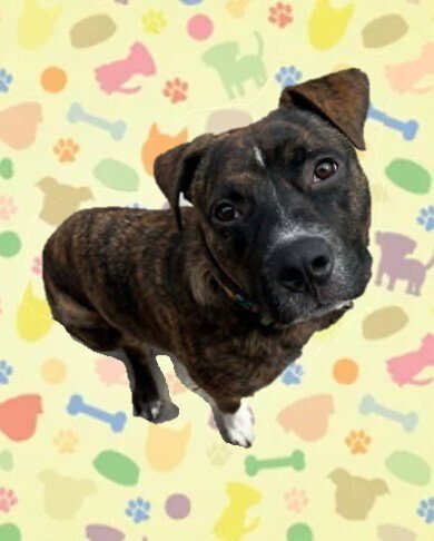 SAMSON - Terrier available for adoption