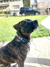 Samson - Photo 2