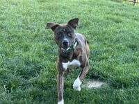 Samson - Photo 1