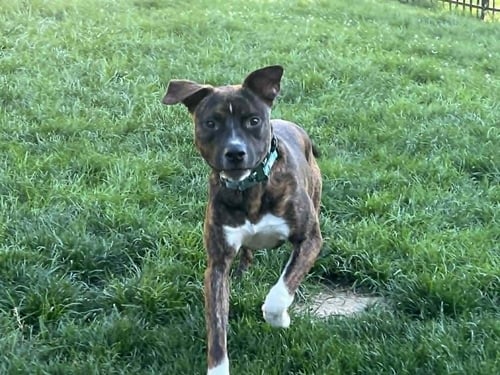 SAMSON - Boxer / Terrier for adoption in Pittsburgh