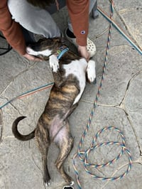 Samson - Photo 4