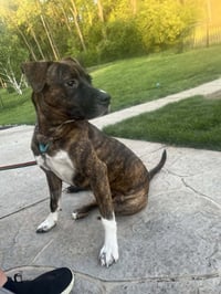 Samson - Photo 3