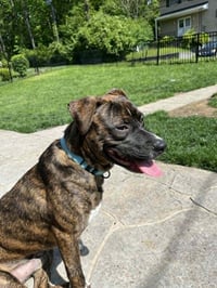Samson - Photo 4