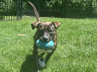 Samson - Photo 2