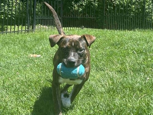 SAMSON - Boxer / Terrier available for adoption