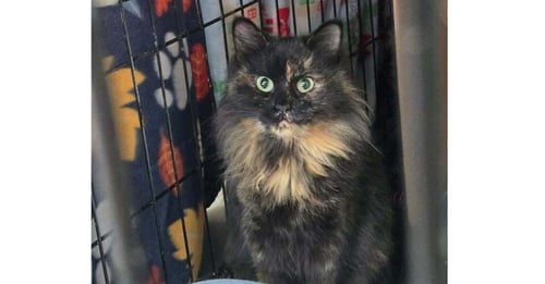 CHESSIE - Domestic Short Hair / Domestic Long Hair available for adoption