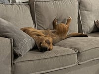 Ruby - Photo 4
