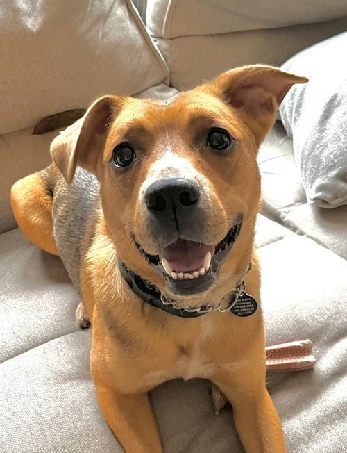 RUBY - Labrador Retriever available for adoption