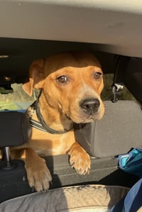 Ruby - Photo 6