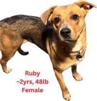 Ruby - Photo 3
