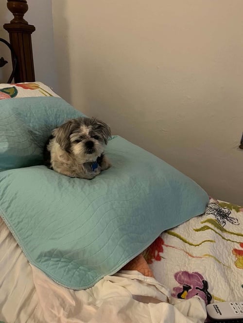 MITZI - Shih Tzu available for adoption