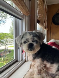 Mitzi - Photo 1