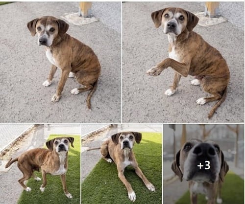 HAROLD - Terrier available for adoption