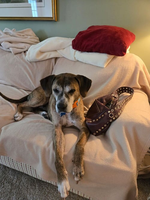 HAROLD - Terrier available for adoption