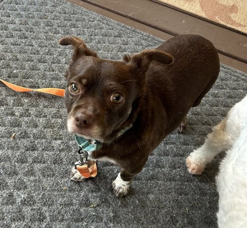 RUSTY - Chihuahua / Pug for adoption in Pittsburgh