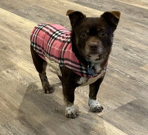 RUSTY - Chihuahua / Pug available for adoption