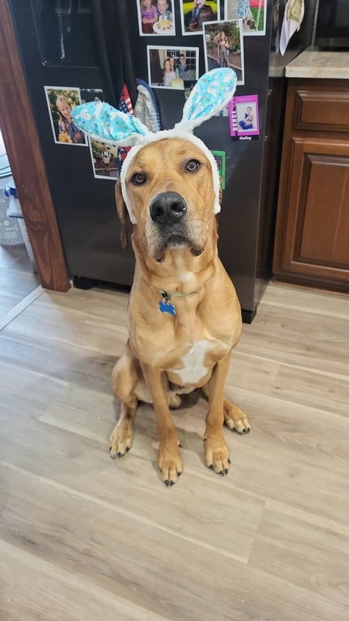 CHARLEY - Great Dane / Terrier available for adoption