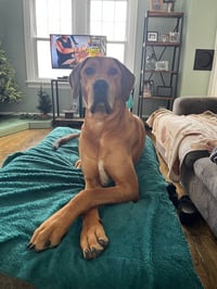 Charley - Photo 3