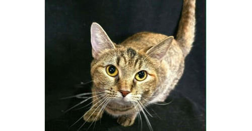 JANE - Domestic Short Hair available for adoption