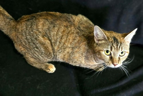 JANE - Domestic Short Hair available for adoption