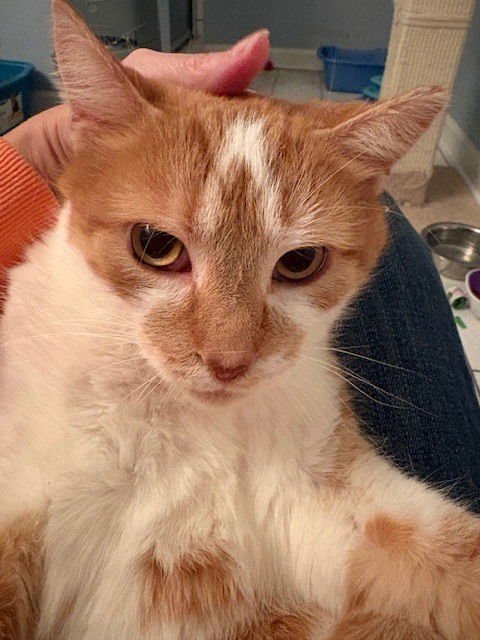 PEACHES - Domestic Medium Hair available for adoption