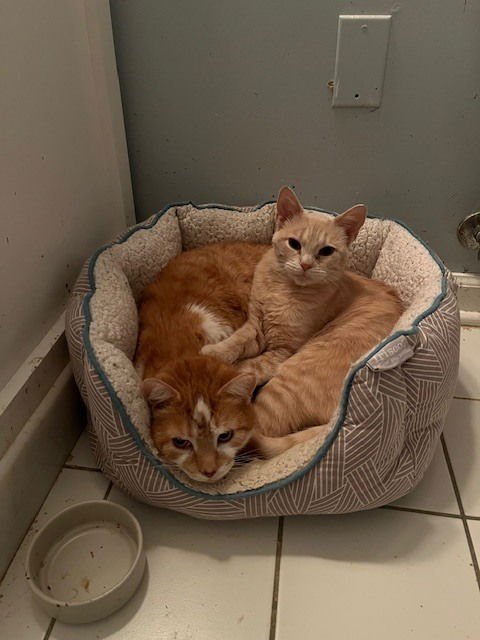 PEACHES - Domestic Medium Hair available for adoption