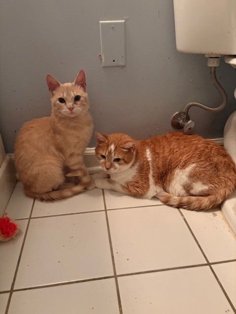Peaches - Photo 4