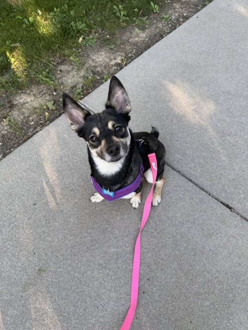 ANNE - Terrier available for adoption