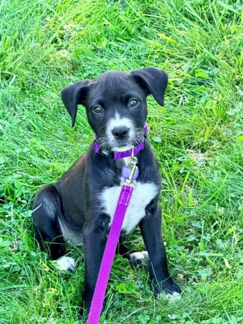 CLOVER - Labrador Retriever / Terrier available for adoption