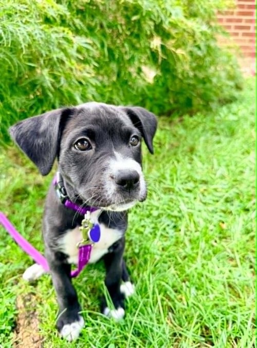 CLOVER - Labrador Retriever / Terrier available for adoption
