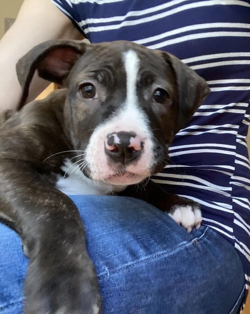 EMMA - Boxer / American Staffordshire Terrier available for adoption
