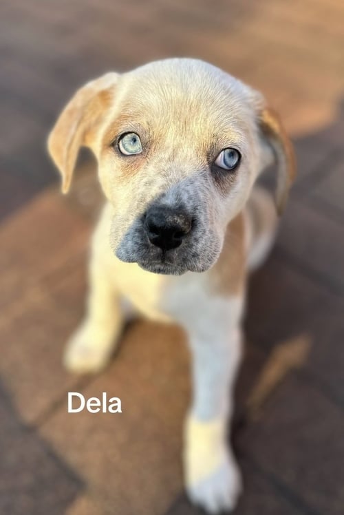 DELA - Husky / Shepherd for adoption in Pittsburgh