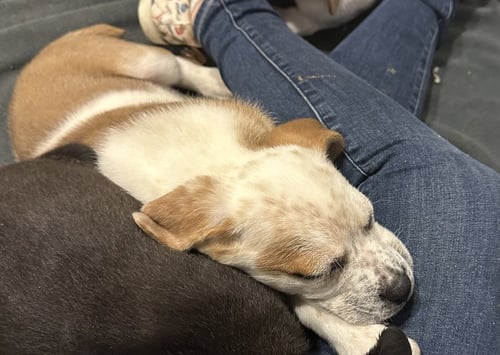 DELA - Husky / Shepherd available for adoption