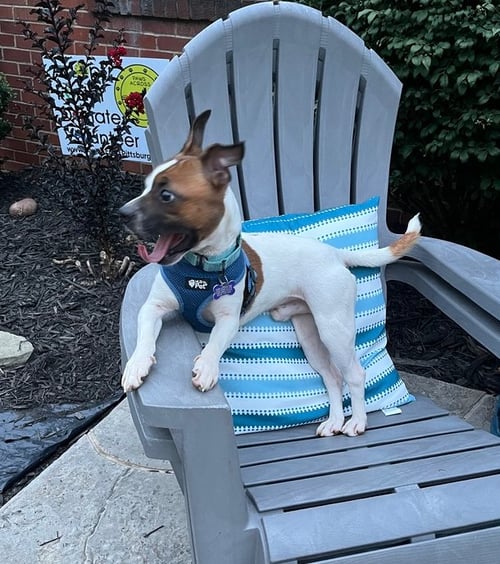 ACE - Boston Terrier / Chihuahua available for adoption