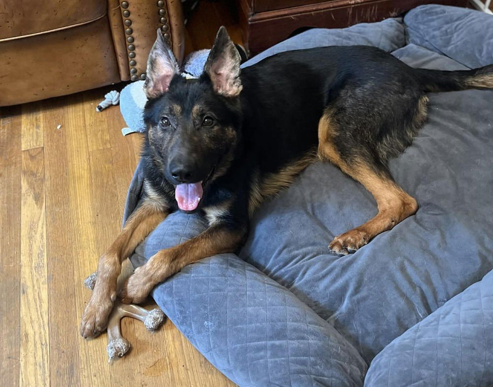 KOAL - German Shepherd Dog available for adoption